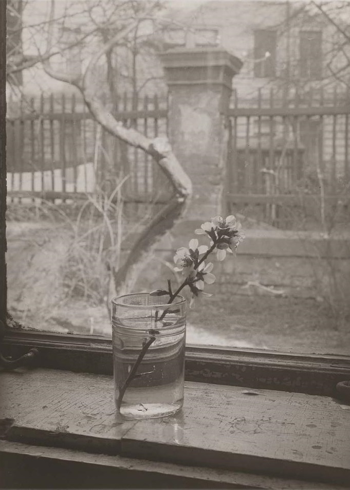 Nature morte à la fleur prise par le photographe tchèque Josef Sudek.