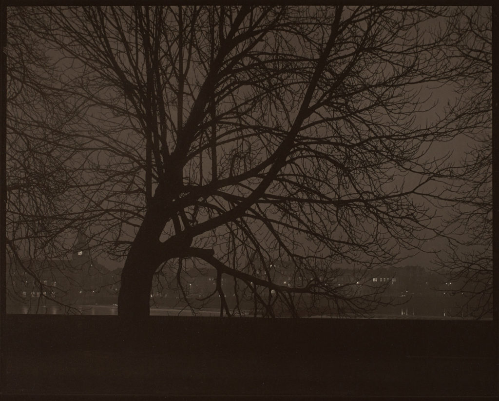 Silhouette d'un arbre pendant la nuit avec Prague en arrière plan.